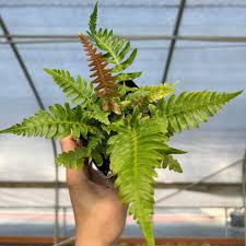 Image result for Blechnum