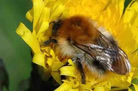Image result for Bombus pascuorum