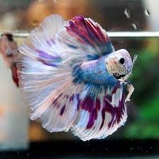 Betta Male Fancy Cool Blue Gizzle Big One Hm Peixe De Estimacao Peixes Legais Peixes Bonitos