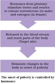 Role Of Hormones In Initiating Reproductive Function Learn