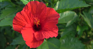 Check spelling or type a new query. Mother Nature How To Care For Hibiscus Plants