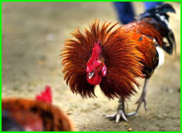 Contact ayam bangkok pukul saraf ko berkualitas on messenger. 10 Cara Menjadikan Ayam Bangkok Aduan Super Istimewa Daftarhewan Com