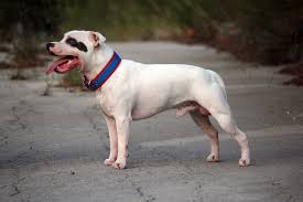 staffordshire bull terrier wikipedia