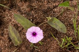 Image result for Ipomoea sinensis