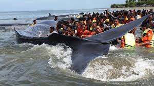 Paus sperma atau paus kepala kotak (physeter macrocephalus) adalah hewan terbesar dalam kelompok paus bergigi sekaligus hewan bergigi terbesar di dunia. Muntahan Paus Peneliti Lipi Jangan Ada Perburuan Paus Sperma Tekno Tempo Co
