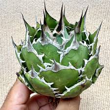 Image result for Pterodiscus aurantiacus