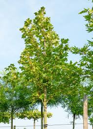 Acer platanoides xtrunc norweigian sunset. Ahorn Pacific Sunset Acer Truncatum Pacific Sunset Gunstig Online Kaufen