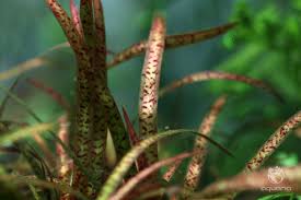 Image result for Vallisneria spiralis