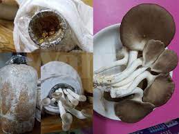 Persiapan lahan tanam pertumbuhan awal tanaman di lahan tanam sangat menentukan bibit yang dibutuhkan untuk pertanaman satu hektar dan jarak tanam 200 x 200 cm adalah 2.500 tanaman. Suara Petani Cara Betul Tanam Cendawan Di Rumah Facebook