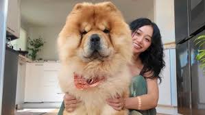 Image result for chow chow