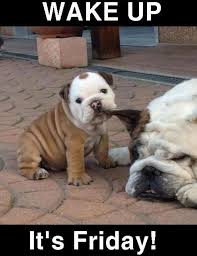 Pin By Sandy Jackson On Friday Funny Animals Funny Dog Memes Cute Funny Animals