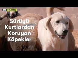 suruyu kurtlardan koruyan bekci kopeklerin bir gecesi videolu ruya tabirleri kopek