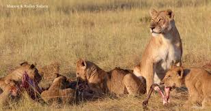 What S The Best Place To Go On Safari In Africa