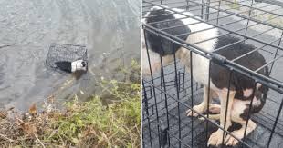 Tiny puppy was locked in cage then hurled into freezing lake ...