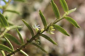 Image result for Eggelingia ligulifolia