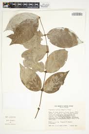 Image result for Cremaspora