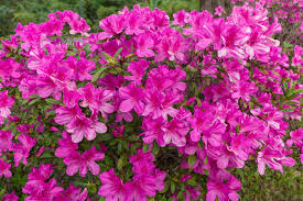 Daphne is a superb small evergreen shrub for the garden. 8 Small Flowering Shrubs Bushes For Gardens Horticulture