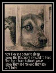 Adopt Foster Save A Life Save Animals Dogs Shelter Dogs