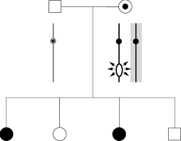 proposed model for familial transmission of rett syndrome a