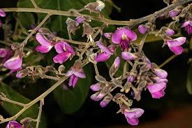 Image result for Philenoptera nelsii