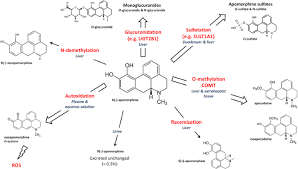 Image result for Apomorphine