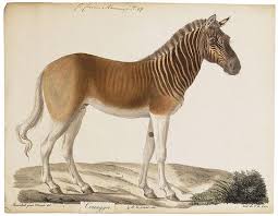 Quagga An Extinct African Animal Closely Related To The Zebra Extinct Animals Animals Rare Animals