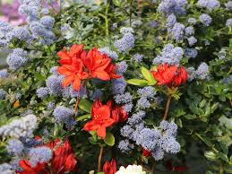 Plant in a warm, sunny site in well drained soil. Kriechende Sackelblume Ceanothus Thyrsiflorus Var Repens Baumschule Horstmann