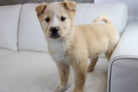 We spent over $1,000,000 on dog care expenses in 2020. Hypoallergenic Dog Adoption Mn