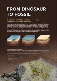 These isotopes break down at a very consistent rate over time through radioactive decay. From Dinosaur To Fossil Western Australian Museum