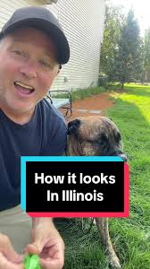 #stitch with @Brynley Joyner now, do you feel better about not being able  to swim in France right now? #brinkleythebullmastiff #bullmastiff  #dogsoftiktok #dogtok #dogpresents