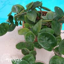 Grows as a vine color: Photo Of The Entire Plant Of Hoya Hoya Carnosa Chelsea Posted By Srqhoyas Garden Org