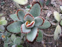 Kalanchoe Tomentosa Wikipedia The Free Encyclopedia Succulents Plants Planting Succulents