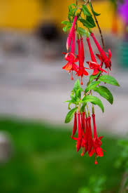 Image result for Cantua