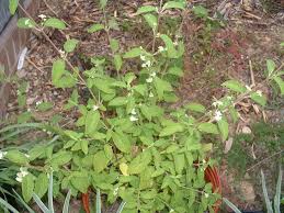 Image result for Lippia oatesii