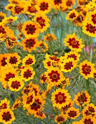 Check spelling or type a new query. 39 Deer Resistant Flowers Ideas Deer Resistant Flowers Plants Perennials