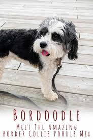 Although a hybrid breed can take on any combination of characteristics of one or both of the parent breeds, the bordoodle tends to be a friendly, affectionate, and loyal family dog. Bordoodle Complete Guide To The Intelligent Border Collie Poodle Mix