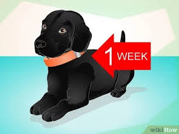 Dog care dog training collar instructions. How To Use An Electronic Dog Training Collar 10 Steps