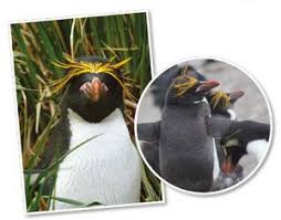 Learn more amazing facts about the gentoo penguin in this video from national geographic kids. 10 Facts About Emperor Penguins National Geographic Kids