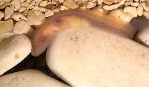 Image result for Gouania