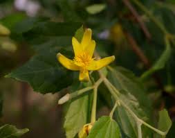 Image result for Glyphaea tomentosa