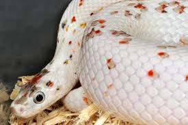 Black And White Corn Snake For Sale Updates Cornsnakes Net Corn Snakes For Sale Corn Snake Snakes For Sale