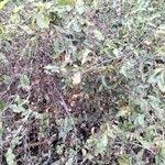 Image result for Croton dichogamus