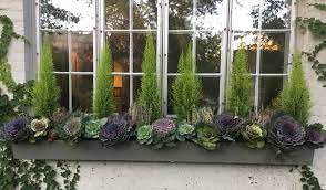 My Fall Window Box Lemon Cypress Heather And Flowering Kale Window Box Flowers Fall Window Boxes Fall Container Gardens