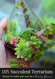 How To Make A Succulent Terrarium Hanging Succulents Diy Succulent Terrarium Succulents Diy