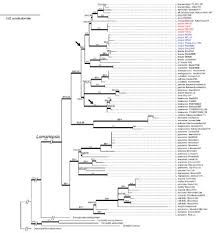 Image result for Lomariopsis warneckei