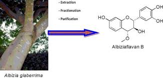 Image result for Albizia glaberrima