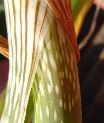 Image result for Aloe rulkensii