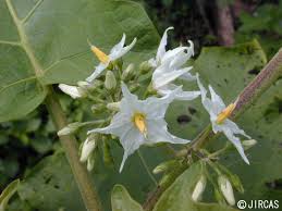 Image result for Solanum sp. A