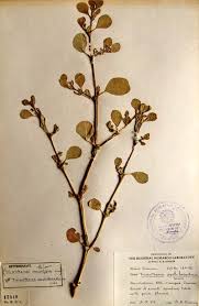 Image result for Trianthema portulacastrum