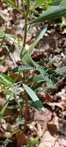 Image result for Tephrosia acaciifolia
